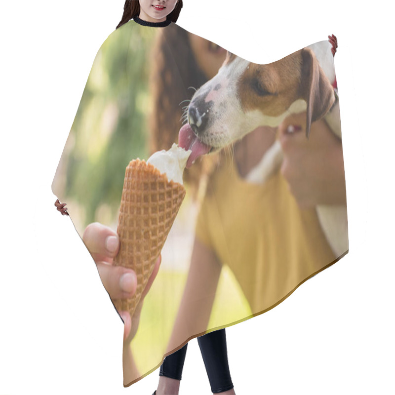 Personality  Cropped View Of Young Woman Feeding Jack Russell Terrier Dog Ice Cream Hair Cutting Cape