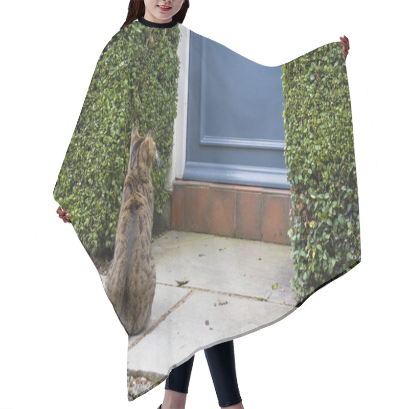 Personality  Cat Sitting Outside Door Of A Home Hair Cutting Cape