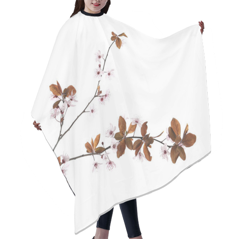 Personality  Branch Of Plum Tree With Beautiful Blossom Isolated On White. Spring Season Hair Cutting Cape