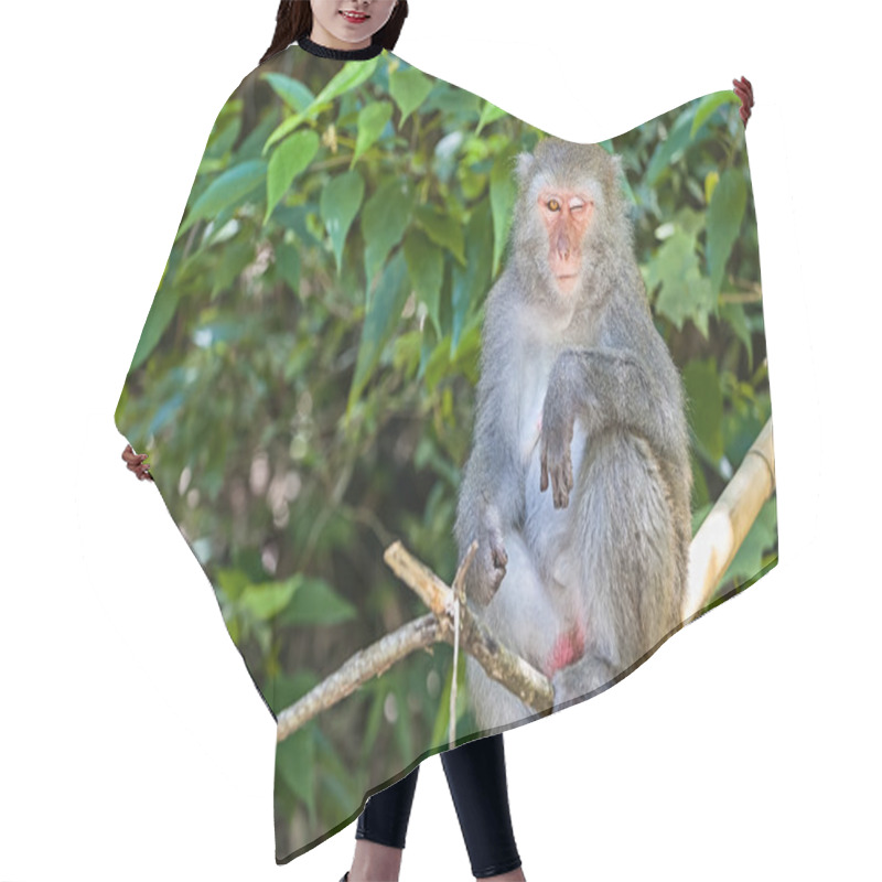 Personality  Monkey Mother And Baby In Natural Hair Cutting Cape