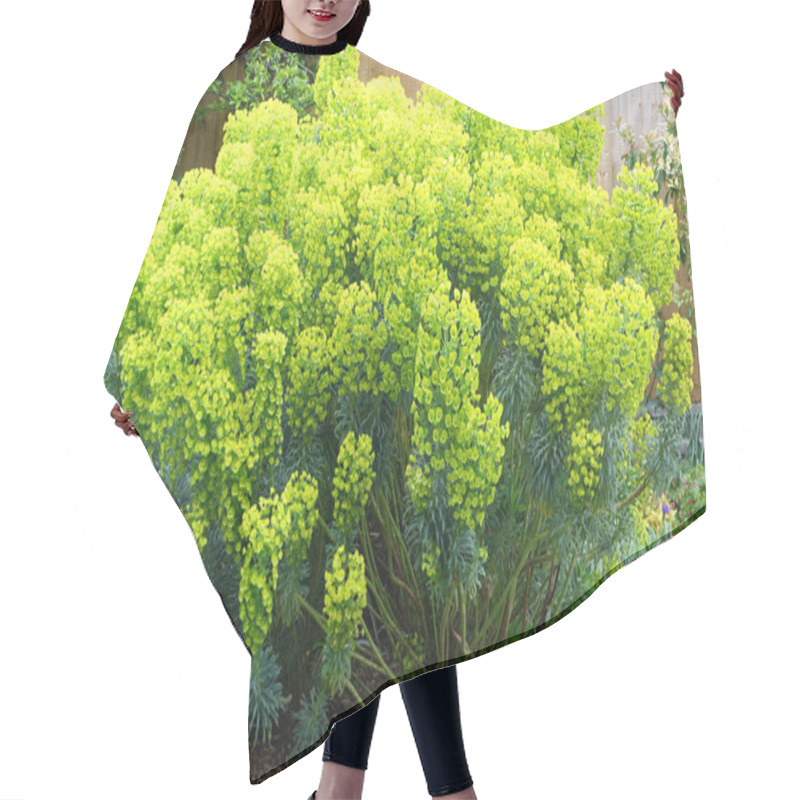 Personality  Euphorbia Plant In An English Garden Hair Cutting Cape