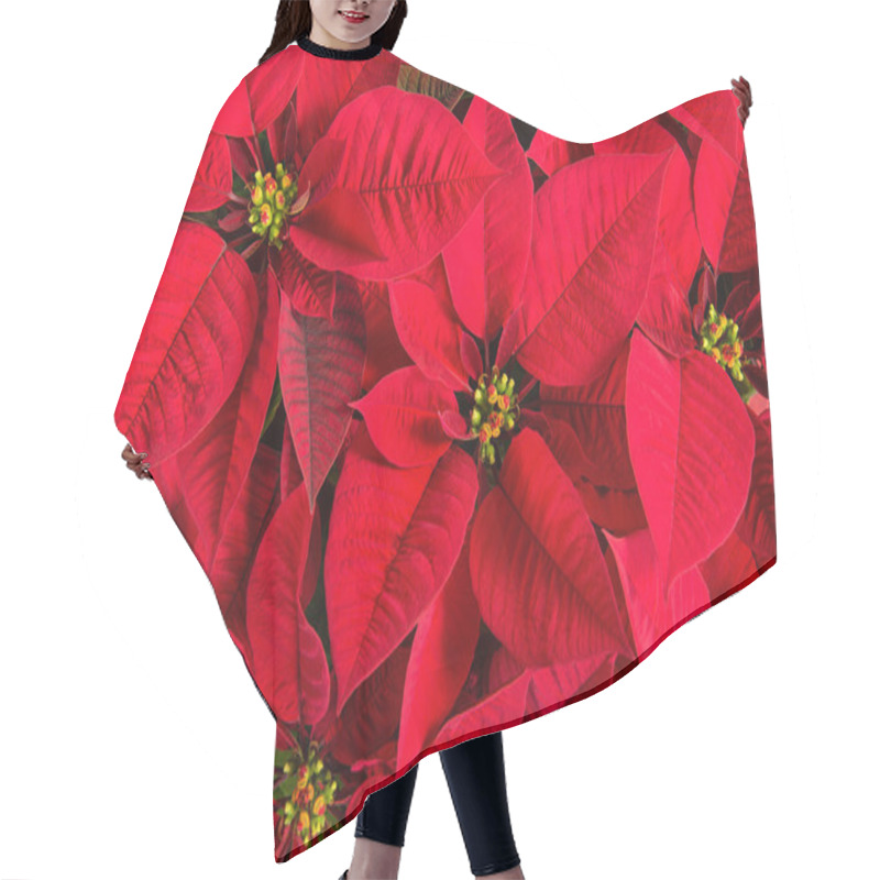 Personality  Closeup Of Red Poinsettia Flowers Hair Cutting Cape