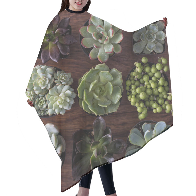 Personality  Top View Of Succulents In Pots On Wooden Background Hair Cutting Cape