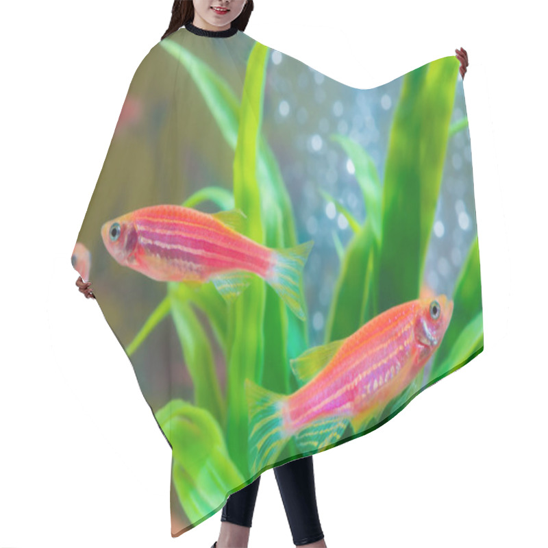 Personality  Little Red Fish With Green Plant In Fish Tank Or Aquarium Underwater Life Concept. Hair Cutting Cape