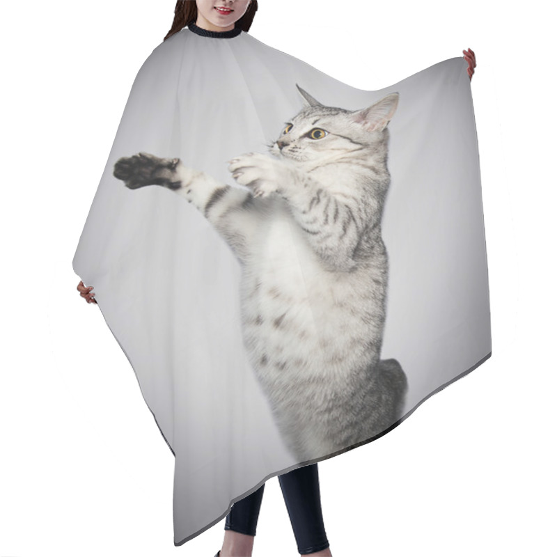 Personality  Gray Tabby Cat Hair Cutting Cape