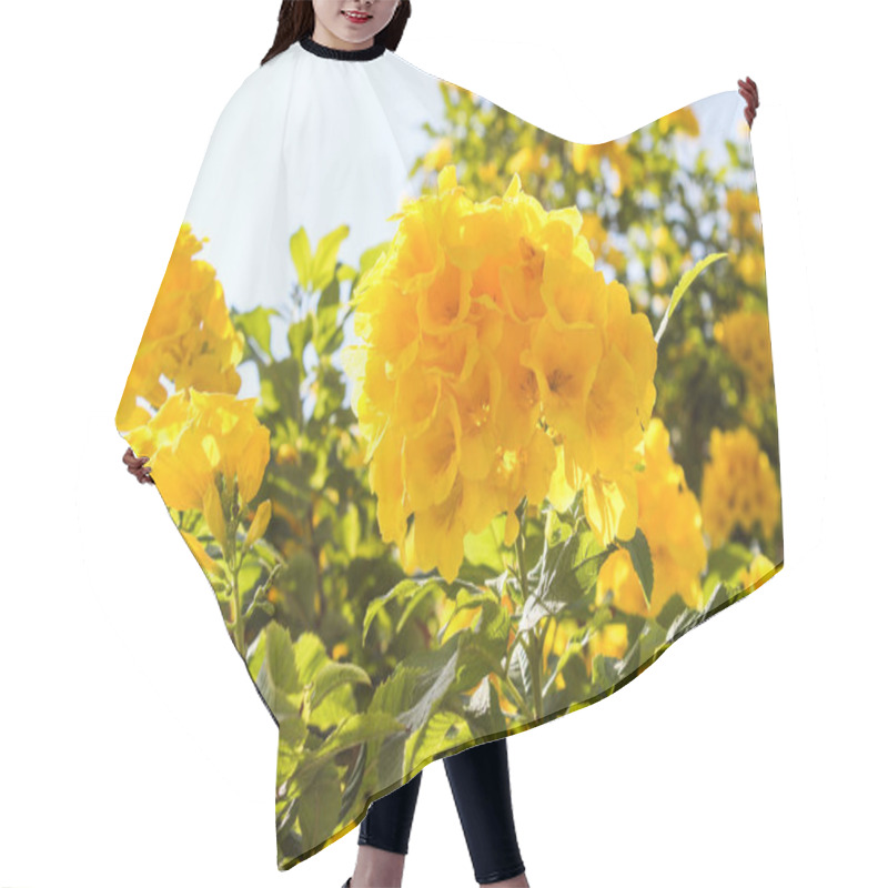 Personality  A Tree With Beautiful Yellow Flowers Blooms In Israel In Autumn Hair Cutting Cape