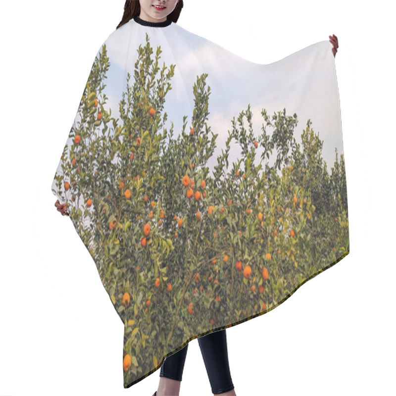 Personality  In A Picturesque Orchard, Orange Trees Hang Heavy With Ripe, Juicy Fruit, Basking In The Warm Glow Of A Clear Late Afternoon Sky Hair Cutting Cape