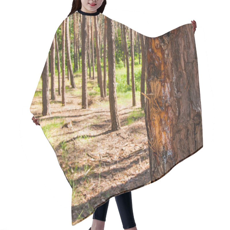 Personality  Large Scratch Marks On The Trunk Of A Tree Hair Cutting Cape