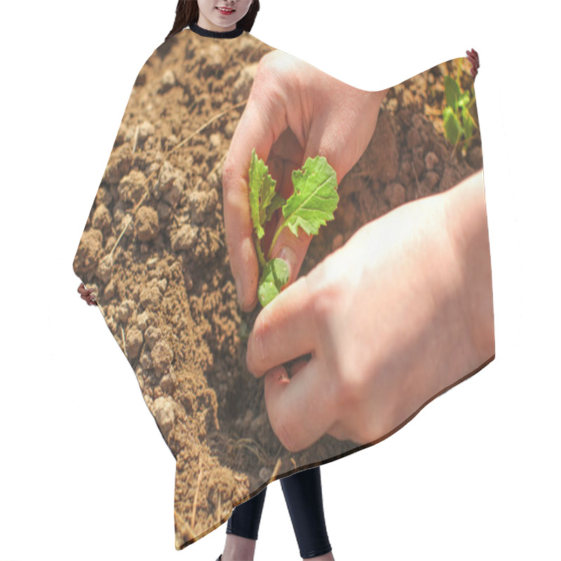 Personality  Detail On Young Woman Hands, Planting Green Seedling Small Plant Into Spring Soil Hair Cutting Cape