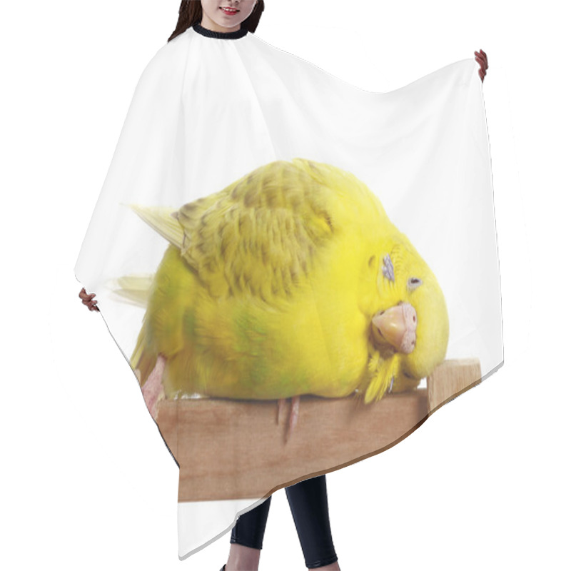 Personality  Yellow Budgerigar On A Branch Hair Cutting Cape