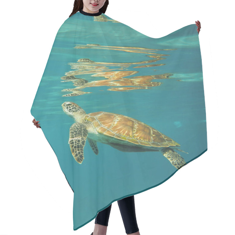 Personality  Marine Turtle Underwater Near The Surface Hair Cutting Cape