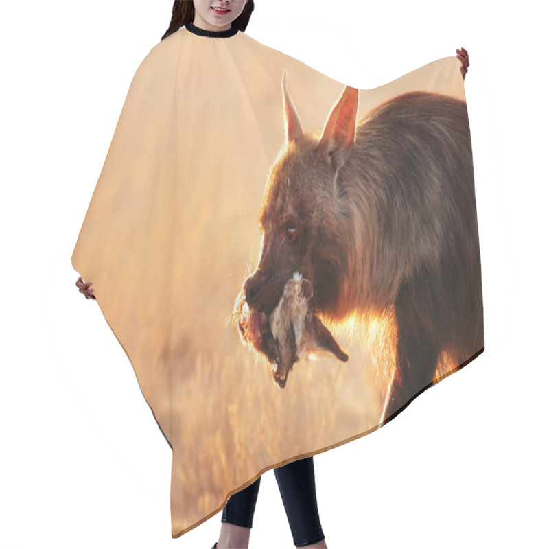 Personality  Brown Hyena With Bat-eared Fox In Mouth Hair Cutting Cape