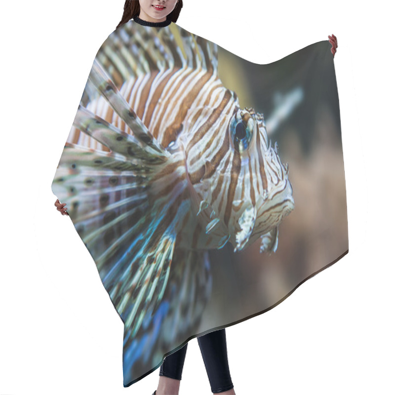 Personality  Closeup Of A Lion Fish (Red Sea, Egypt) Hair Cutting Cape