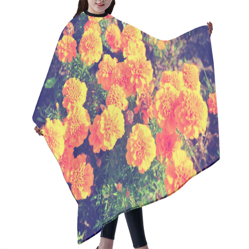 Personality  Marigold Bright Flowers Ith Green Leaves In The Garden. Flowers Close Up, Growing, Top View. Bright Marigold Flowers From Above. Flora Design, Flower Background, Garden Flowers. Flowers No People. Hair Cutting Cape