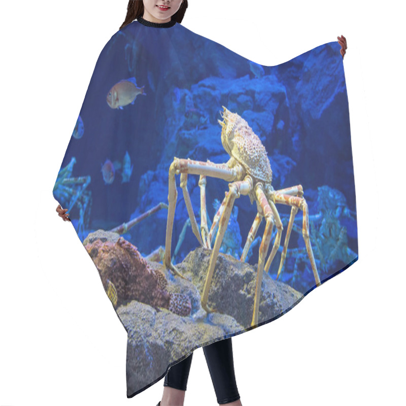 Personality  Japanese Spider Crab Hair Cutting Cape