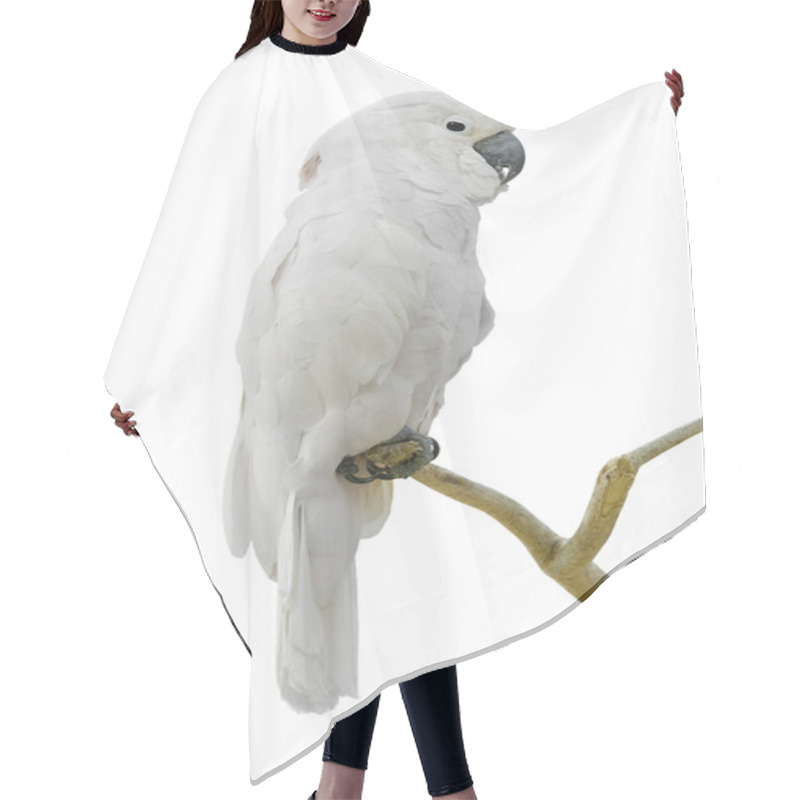 Personality  White Parrot Hair Cutting Cape