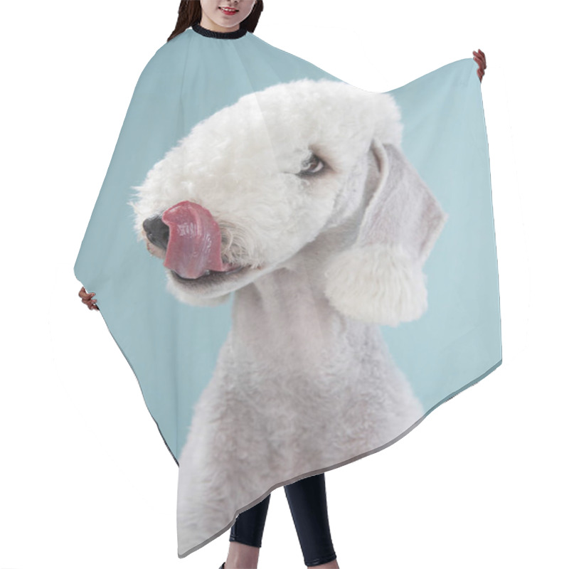 Personality  White Bedlington. Close-up Portrait Of A Dog. Charming Pet Hair Cutting Cape