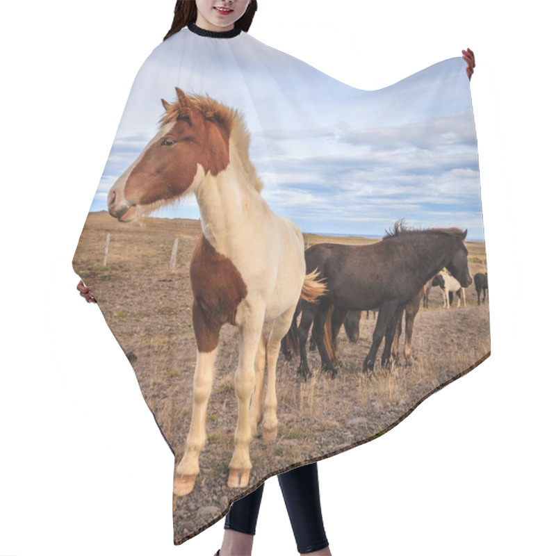 Personality  Icelandic Ponies Hair Cutting Cape