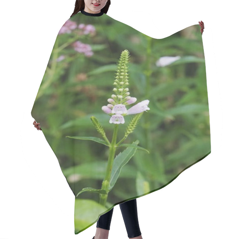 Personality  A Vibrant Purple Wildflower Portrayed Up Close, Surrounded By Lush Green Leaves And Out-of-focus Foliage In A Natural Daylight Setting, Highlighting The Beauty Of Seasonal Blooms. Hair Cutting Cape