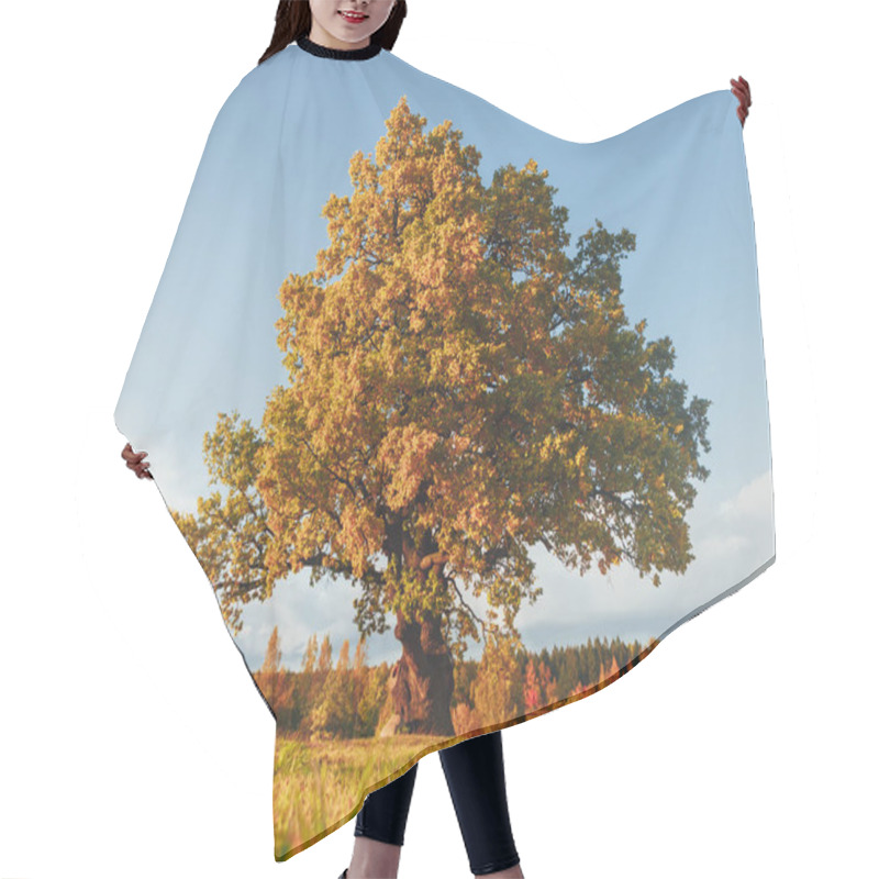 Personality  Oak Tree With Yellow Foliage At Sunny Autumn Day Hair Cutting Cape