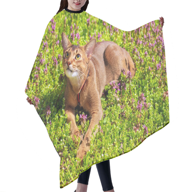 Personality  Abyssinian Cat Sitting In The Grass With Flowers In The Sun Hair Cutting Cape