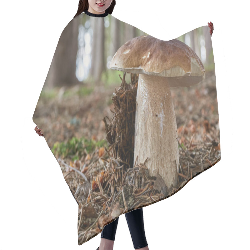 Personality  Boletus Edulis - Edible Mushroom. Fungus In The Natural Environment. English: Penny Bun, Porcini, Cep, Porcino, King Bolete Hair Cutting Cape