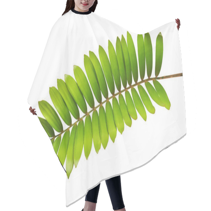 Personality  Cardboard Palm Or Zamia Furfuracea Or Mexican Cycad Leaf  Isolated On White Background, With Clipping Path Hair Cutting Cape