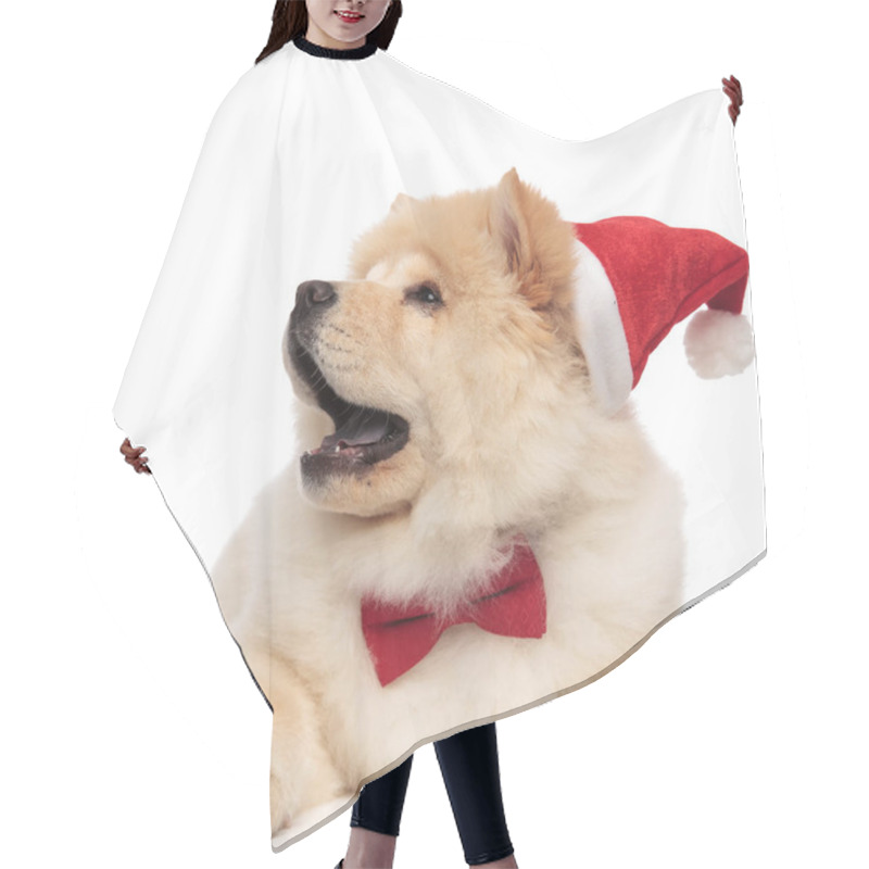 Personality  Surprised Chow Chow Wearing Santa Hat Looks Up To Side While Lying With Mouth Open On White Background Hair Cutting Cape