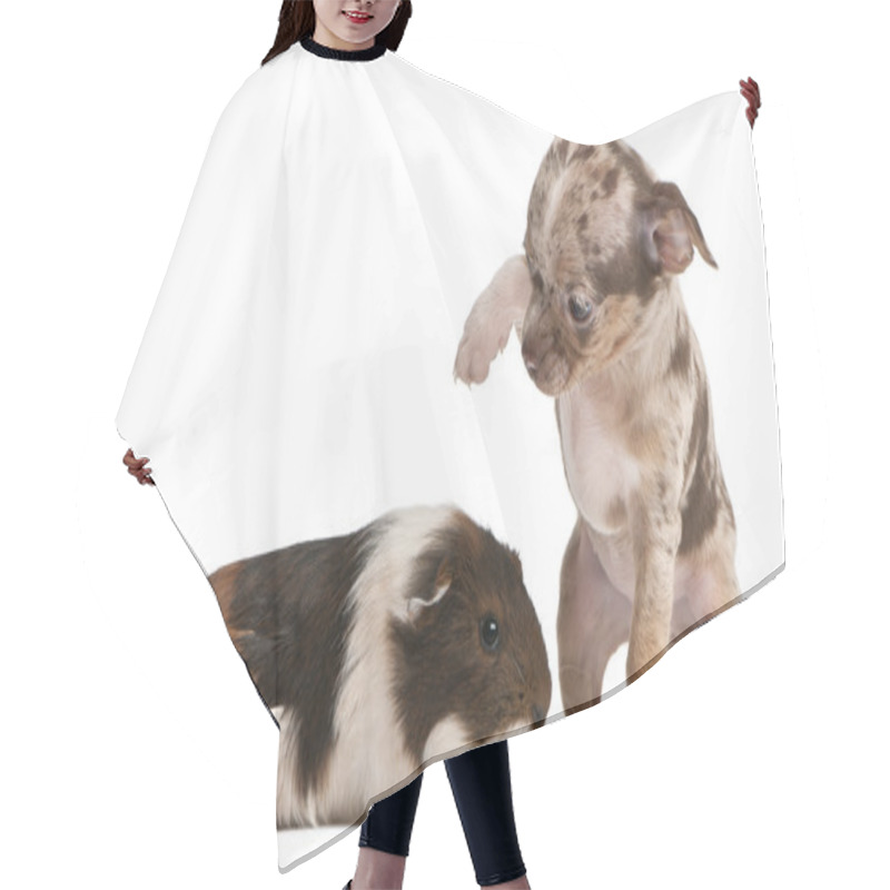 Personality  Chihuahua Puppy Interacting With A Guinea Pig In Front Of White Background Hair Cutting Cape