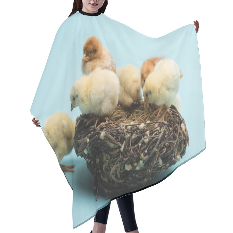 Personality  Cute Small Fluffy Chicks In Nest On Blue Background Hair Cutting Cape