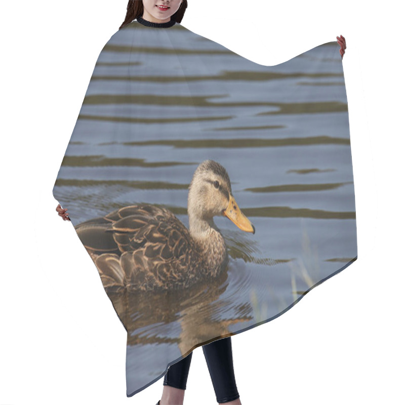 Personality  Closeup Of An American Black Duck (male) (anas Rubripes) Hair Cutting Cape