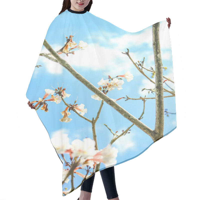 Personality  Cherry Blossoms Blooming Against A Bright Blue Sky. Hair Cutting Cape