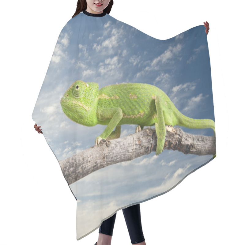 Personality  Chameleon Hair Cutting Cape