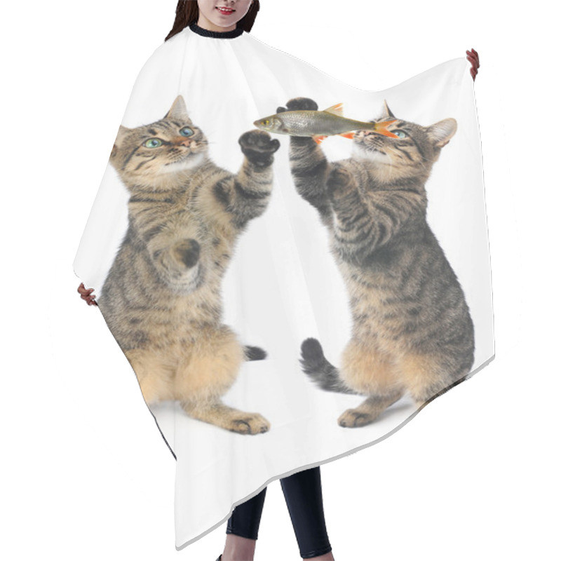 Personality  Cats Hair Cutting Cape