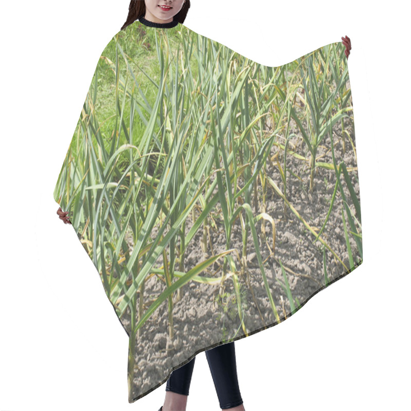 Personality  Patch With Garlic. Growing Garlic In Garden Hair Cutting Cape