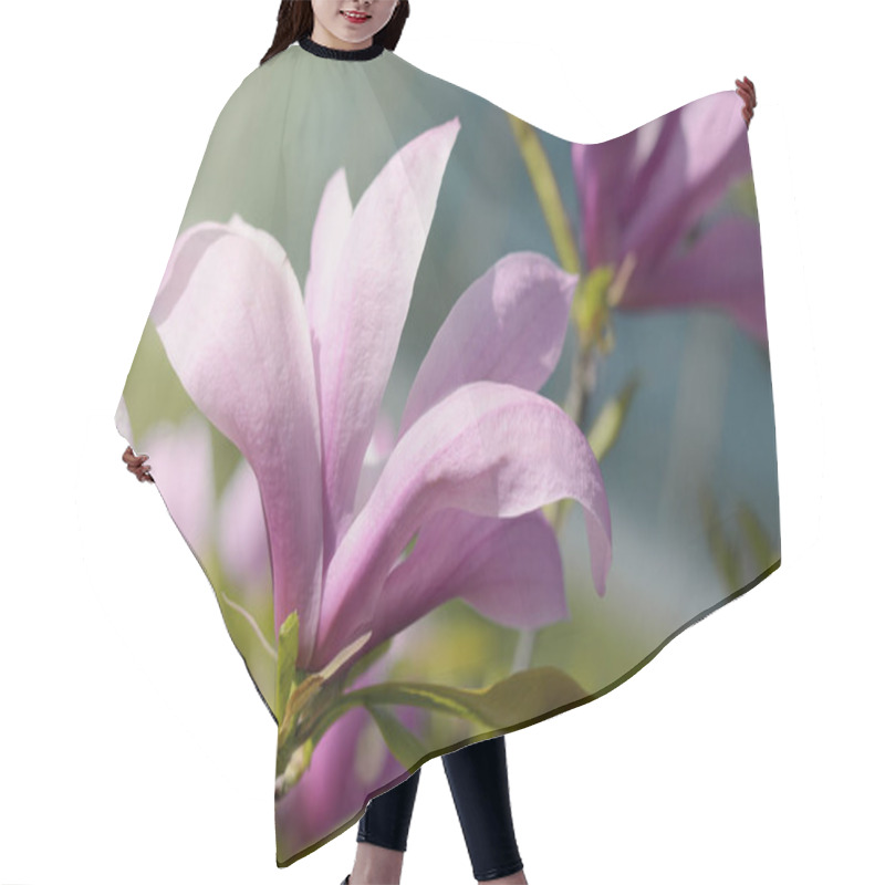 Personality  Soft Focus Image Of Beautiful Pink Magnolia Flowers Under Sun Light. Spring Season Background Hair Cutting Cape