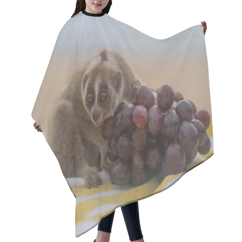 Personality  Slow Loris Monkey Sitting On The Towel With Grapes Isolated On The Beach. Hair Cutting Cape