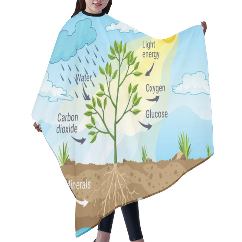 Personality  Photosynthesis As A Process Of Tree Produce Oxygen Using Rain And Sun. Diagram Showing Process Of Photosynthesis In Plant. Colorful Biology Scheme For Education In Flat Style Hair Cutting Cape