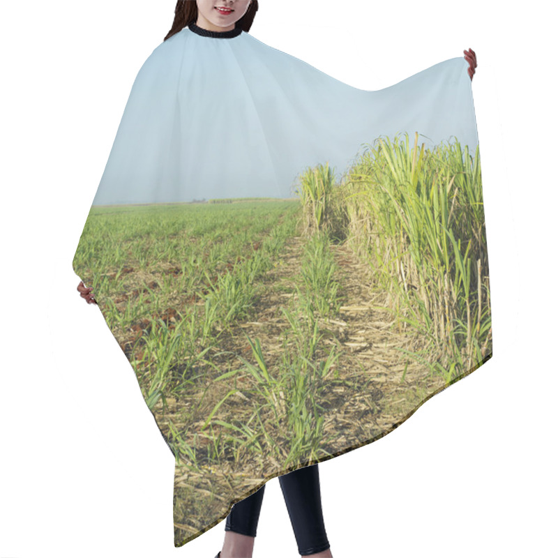 Personality  Sugar Cane Field, Ren Hair Cutting Cape