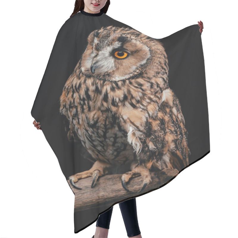 Personality  Cute Wild Owl Sitting On Wooden Branch Isolated On Black Hair Cutting Cape