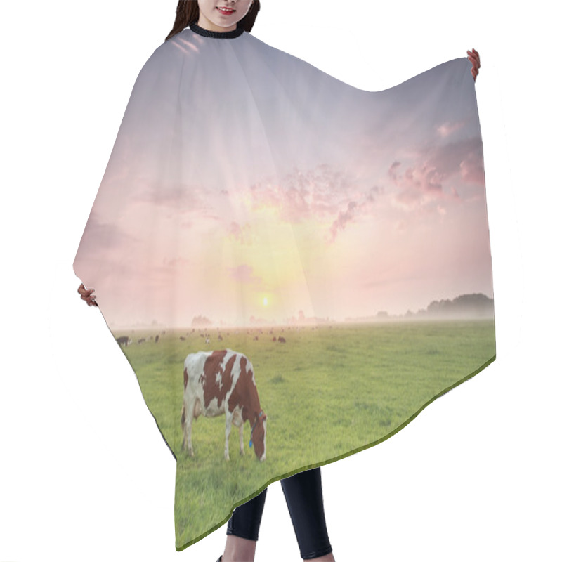 Personality  Cow Grazing On Pasture At Dramatic Sunrise Hair Cutting Cape