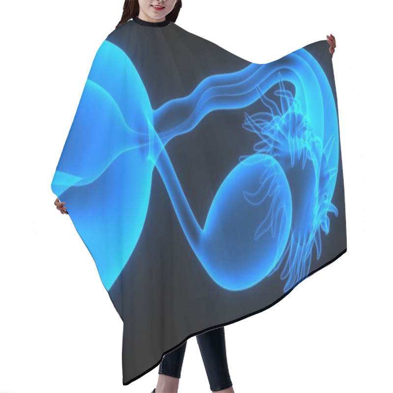 Personality  Female Reproductive System Hair Cutting Cape