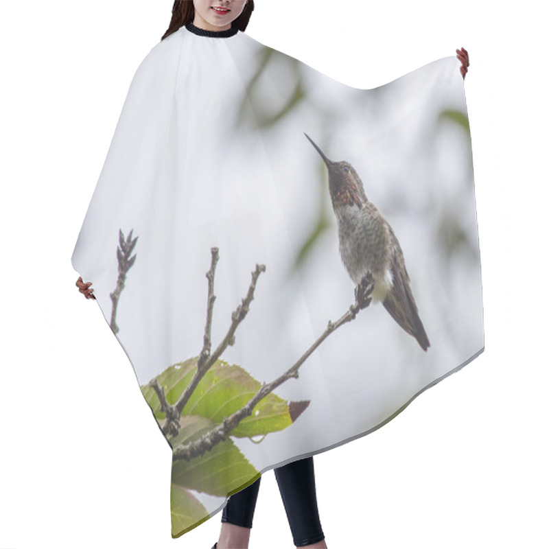 Personality  Anna's Hummingbird Hair Cutting Cape