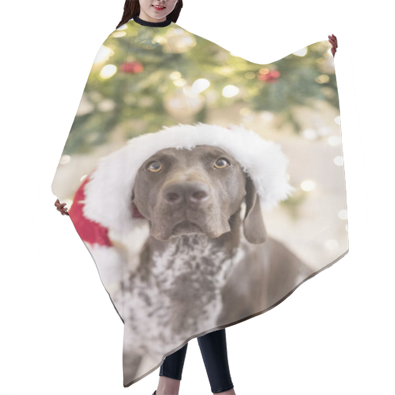 Personality  German Shorthair Pointer Dog Wearing Santa Claus Hat Hair Cutting Cape