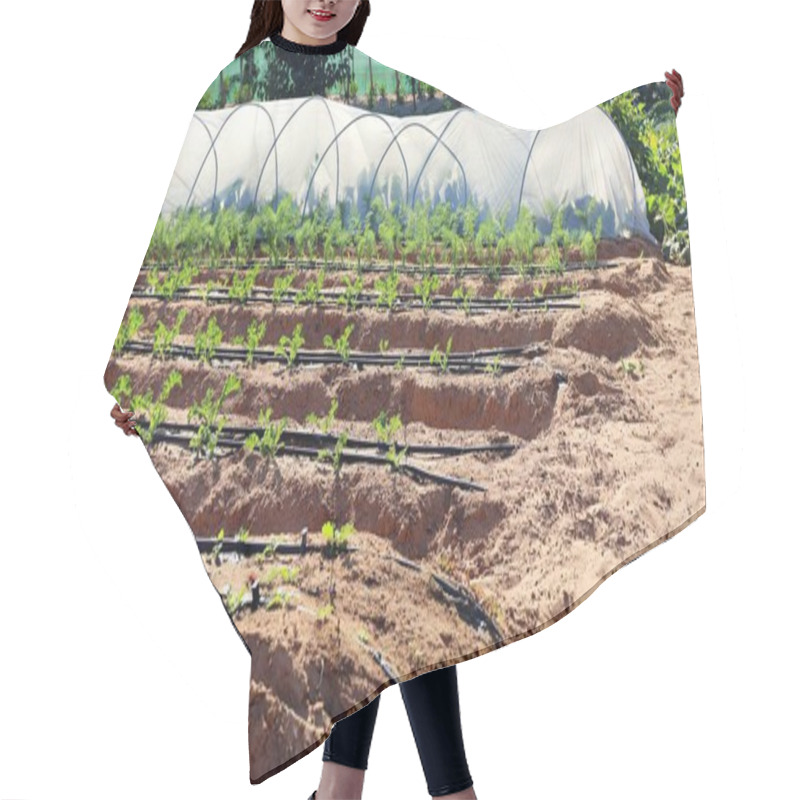 Personality  Biofarm Irrigation System Nurtures Planted Rows Under Bright Sunlight. Greenhouses In The Background Emphasize The Eco-friendly Biofarm With Efficient Irrigation System Concept.  Hair Cutting Cape