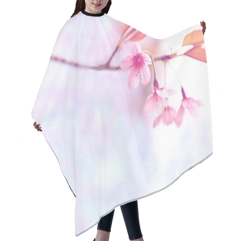 Personality  Beautiful Blossom Pink Japanese Sakura Flowers For Background With Copy Space  Hair Cutting Cape