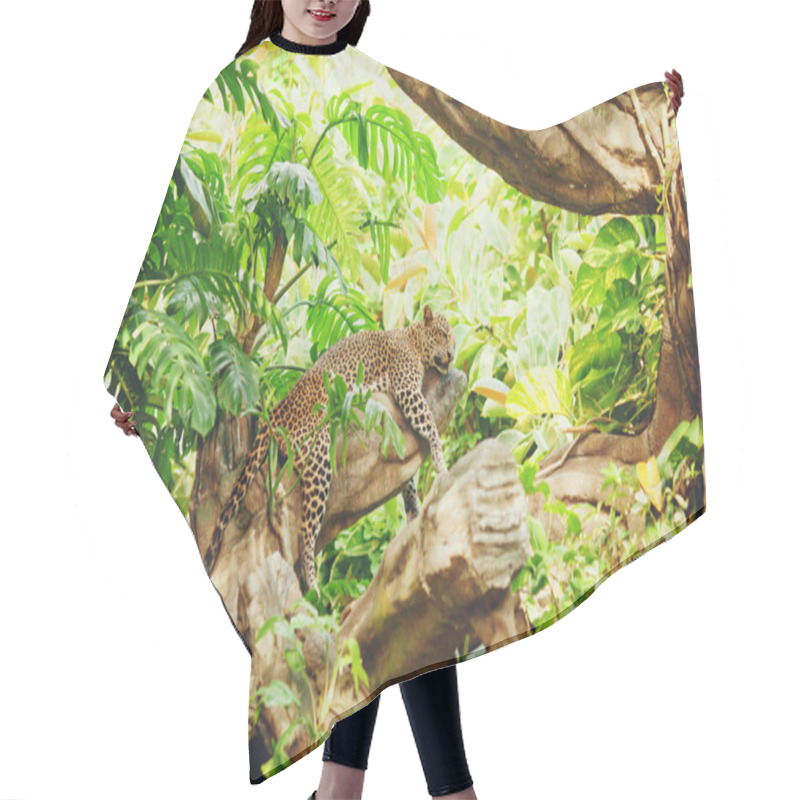 Personality  Lying (sleeping) Leopard On Tree Branch Hair Cutting Cape