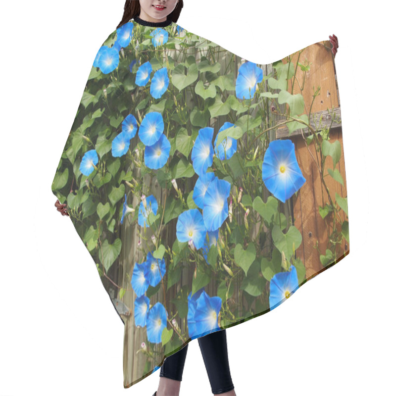 Personality  Copious And Beautiful Vines Of Vibrantly Hued Heavenly Blue Morning Glory Flower Blossoms Cover An Old Wooden Fence And Garden Gate At The Height Of Summer On A Sunny Day.  Hair Cutting Cape