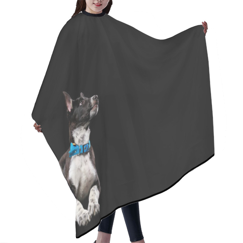 Personality  Mongrel Dark Dog With White Paws In Collar Isolated On Black Hair Cutting Cape