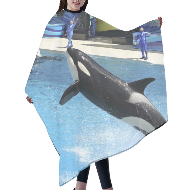 Personality  A Killer Whale Performs In An Oceanarium Show Hair Cutting Cape